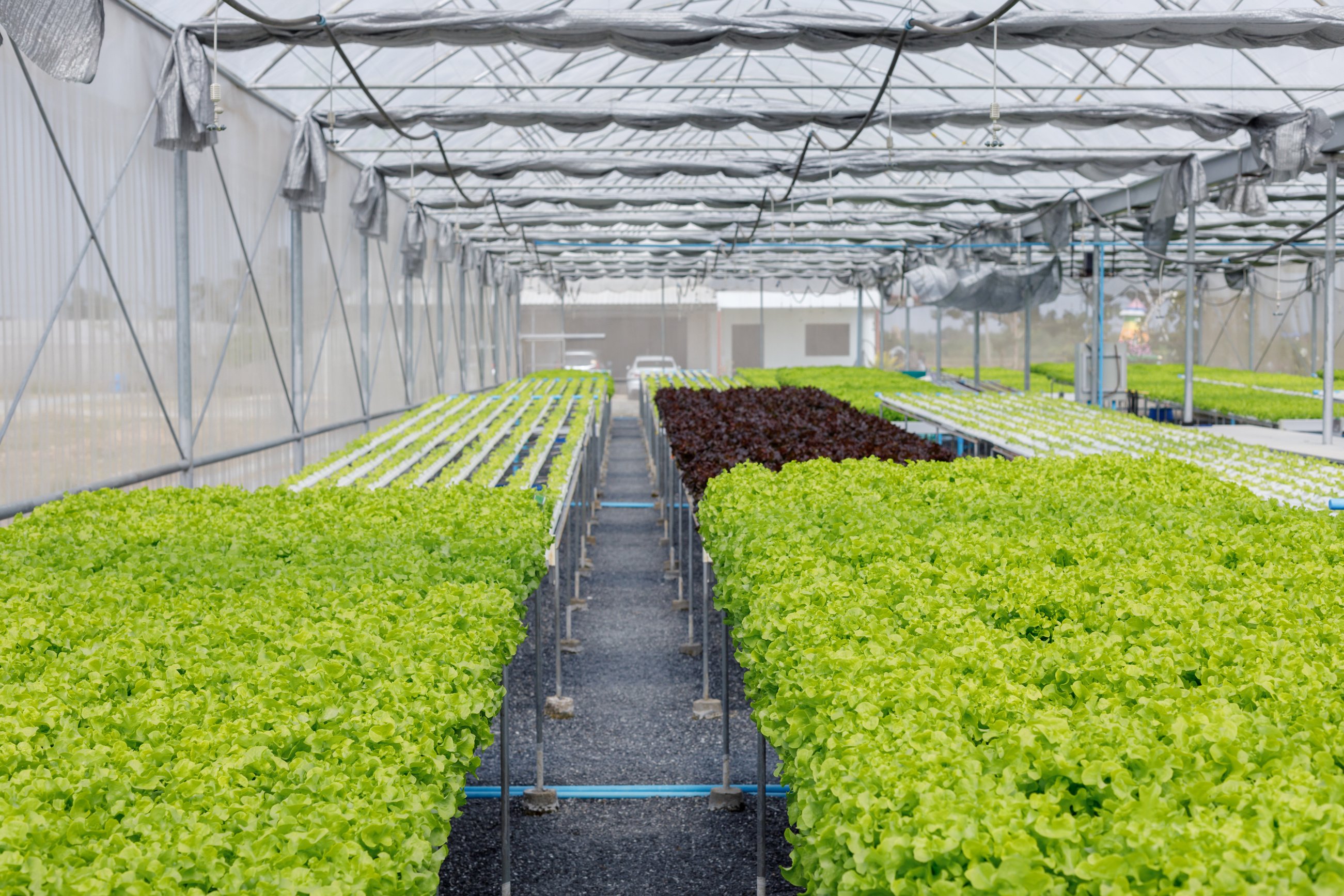 green leaf lettuce grow in the hydro farm
