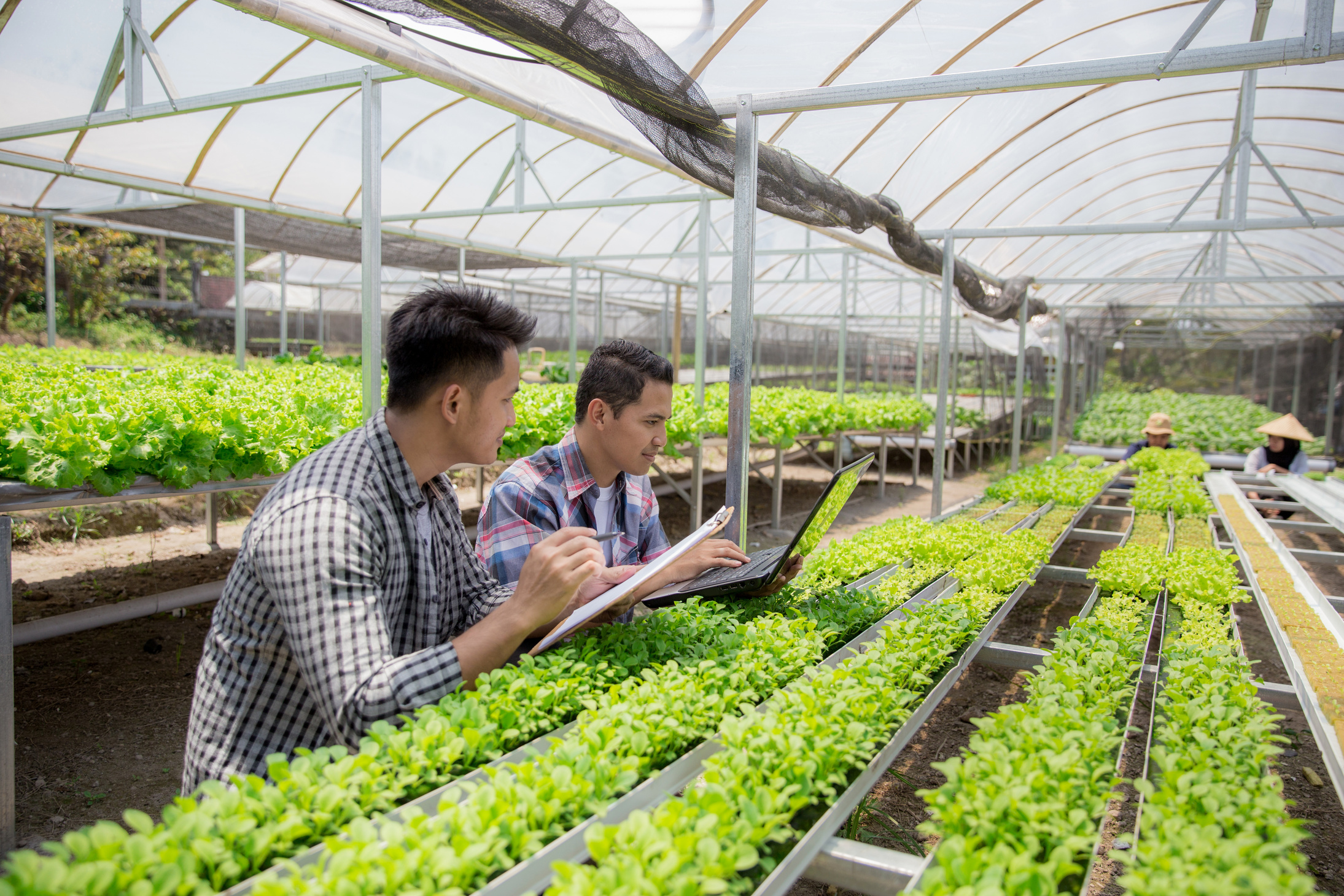 Team Using Laptop in Hydrophonic Farm