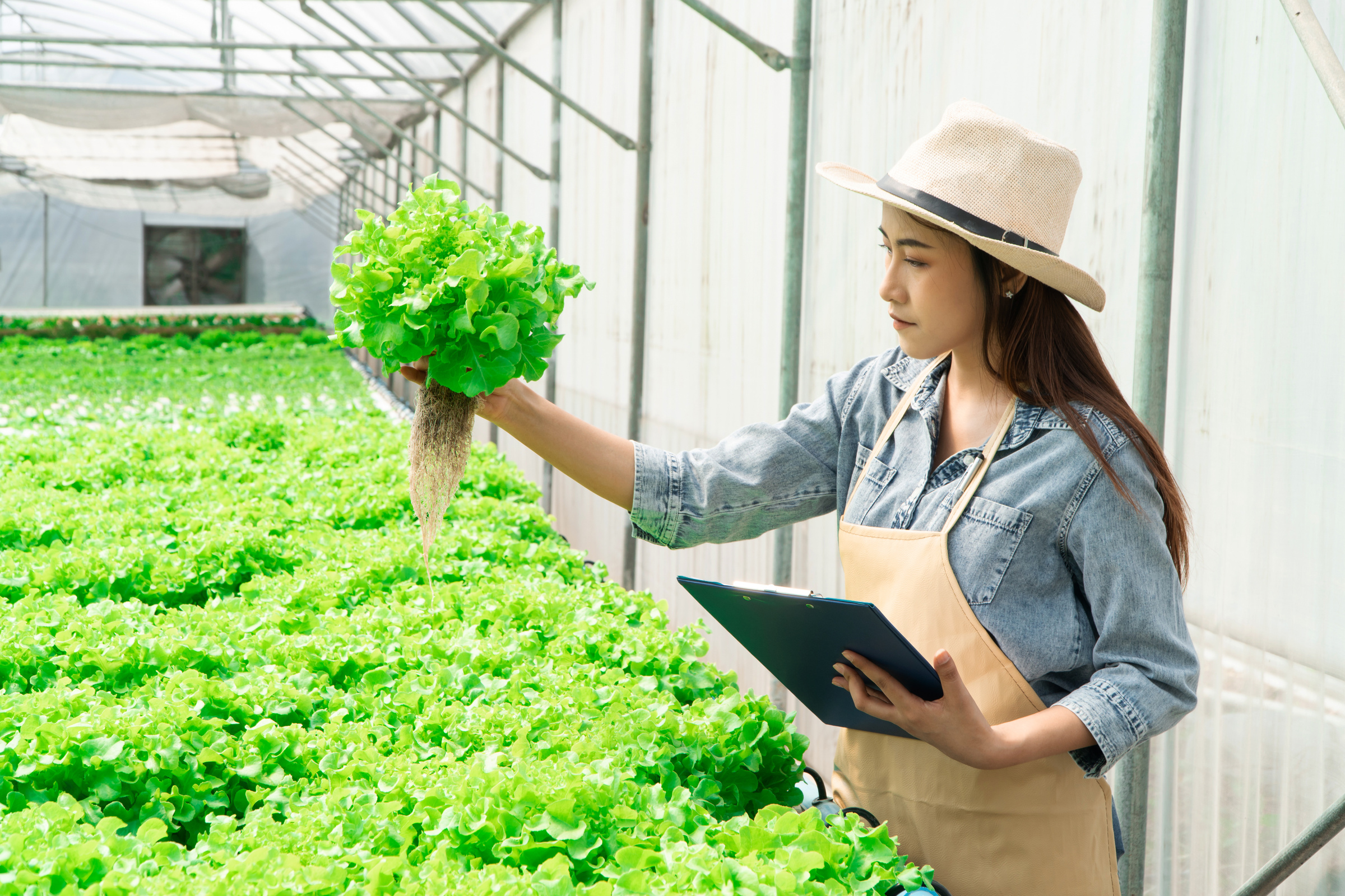 Asian women holding green oak in hydroponic vegetable farms