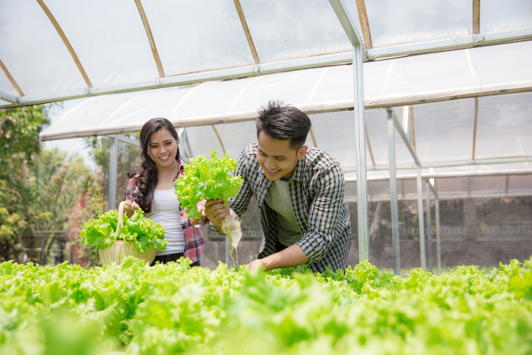 Male and Female Harvesting from Hydrophonic Farm