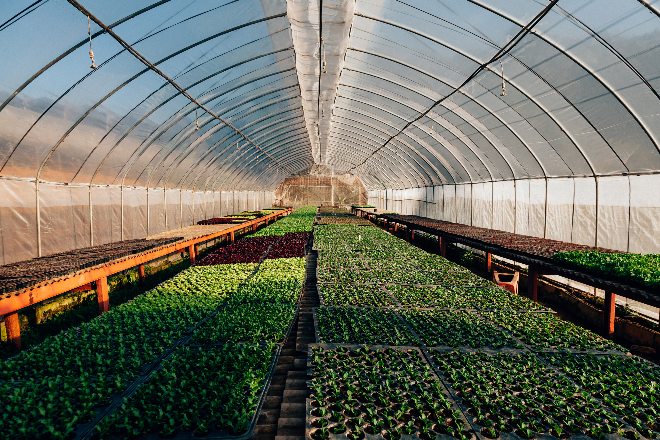 Hydroponic Greenhouse